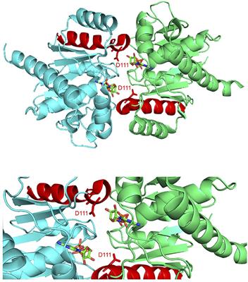 Genome Segregation by the Venus Flytrap Mechanism: Probing the Interaction Between the ParF ATPase and the ParG Centromere Binding Protein